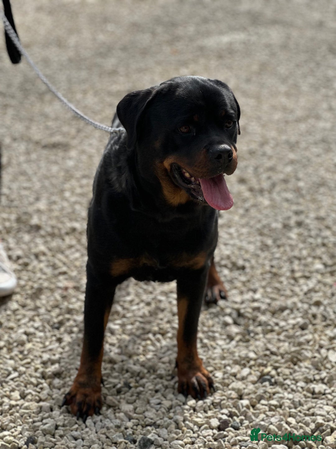 Rottweiler dogs for sale: Adult Girl 4 Years Old  - Advert 4