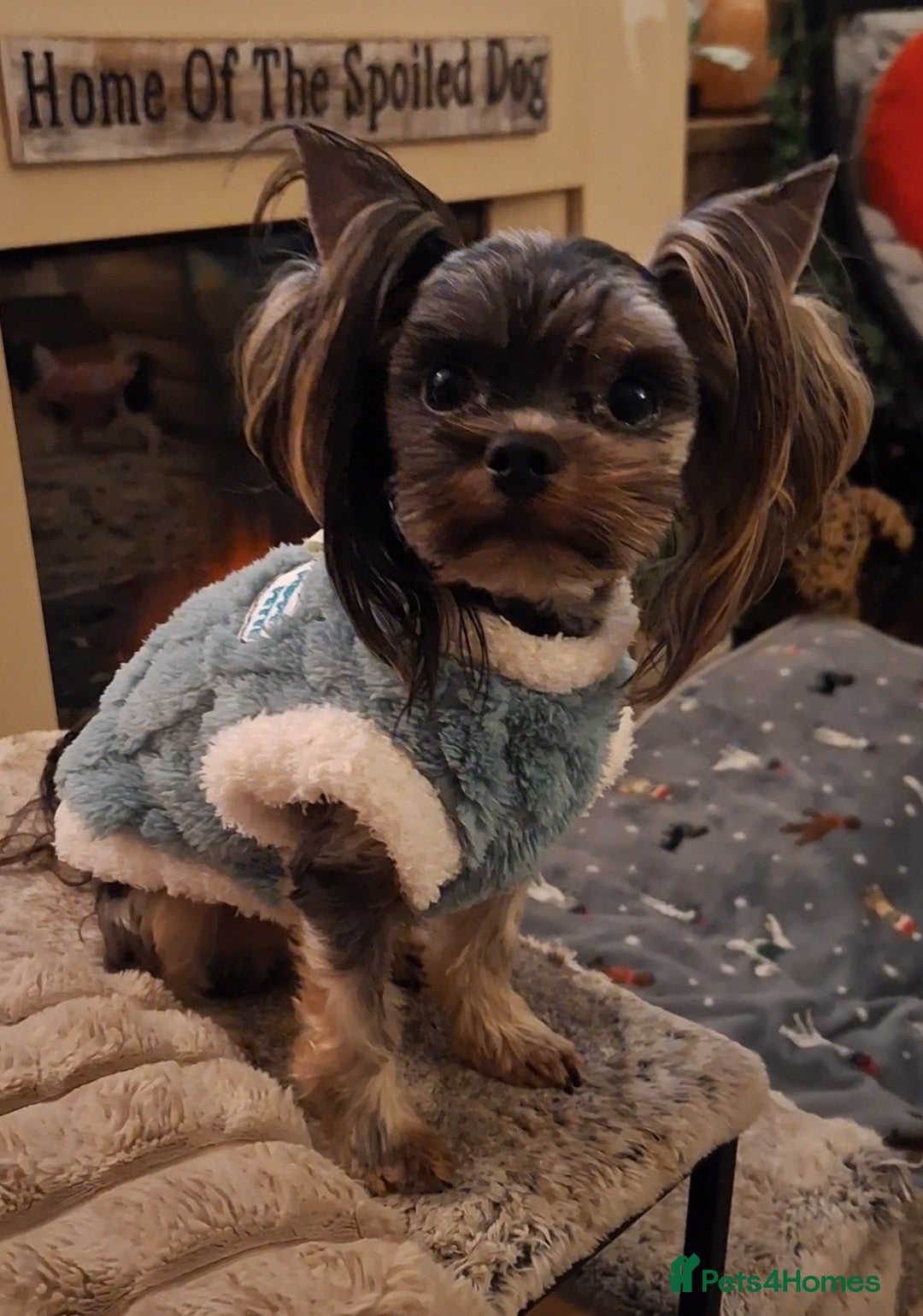 Biewer Terrier dogs Colourful terrier for sale  - Advert 4