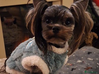 Biewer Terrier dogs - Advert 6