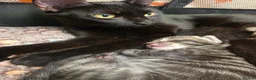 Mixed Breed cats for sale: 3 beautiful 1/4 siamese kittens ready now x - Advert 2