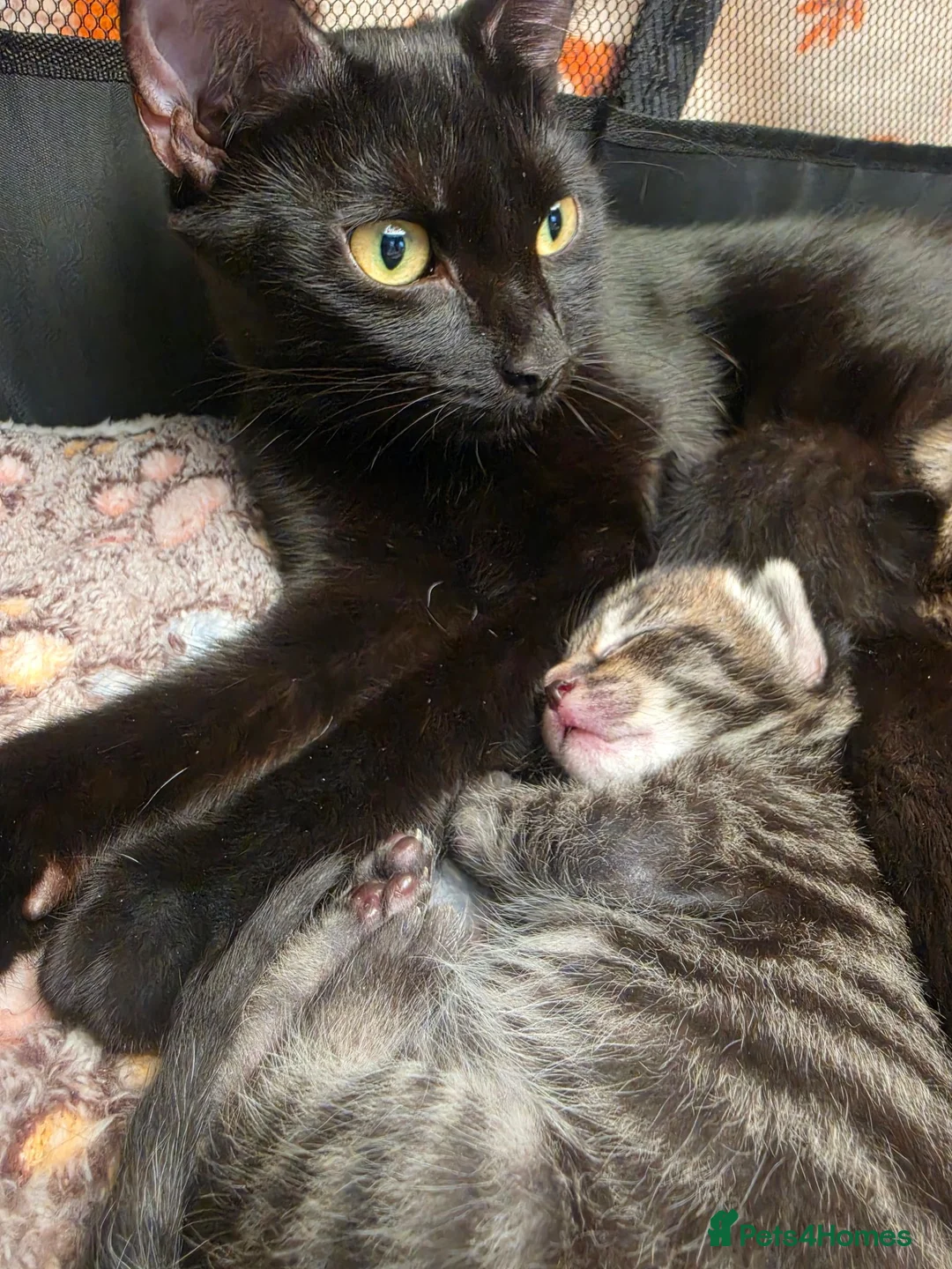 Mixed Breed cats for sale: 3 beautiful 1/4 siamese kittens ready now x - Advert 2