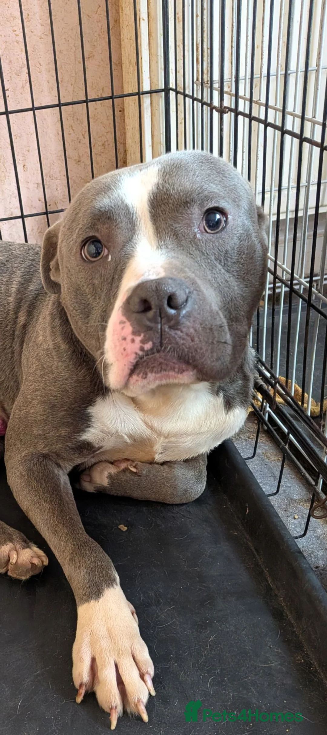 Staffordshire Bull Terrier dogs for sale: Male staffy  in Birmingham - Advert 4