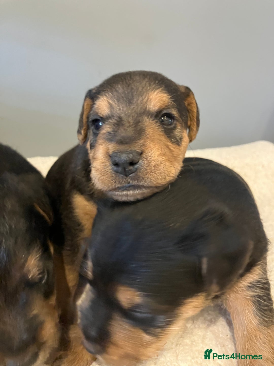 Lakeland Terrier dogs for sale: Beautiful Lakeland Terriers - Image 4