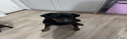 Dobermann dogs for sale: Doberman (Male, 4-5 years) Experienced Home Only in Exeter - Advert 2