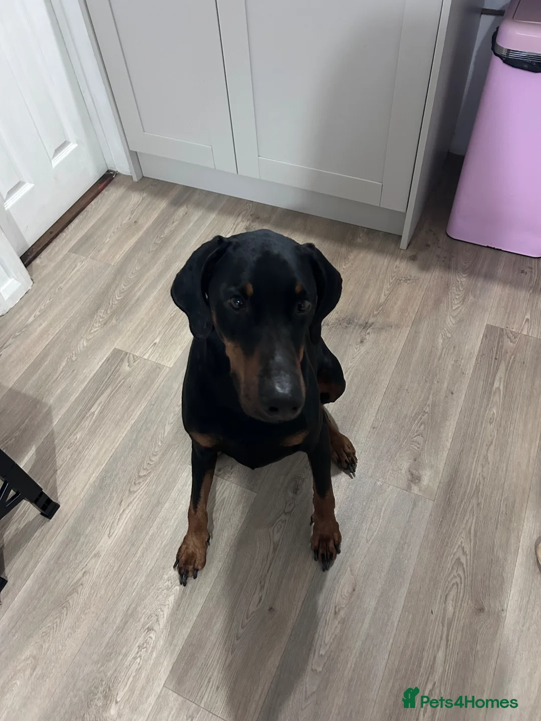 Dobermann dogs for sale: Doberman (Male, 4-5 years) Experienced Home Only in Exeter - Advert 2