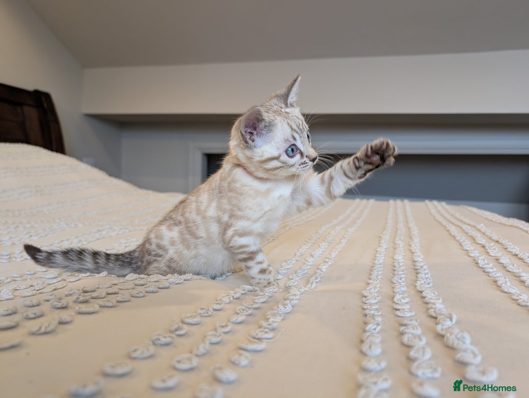 Bengal cats for sale: 🤍🩶🖤 Beautiful Bengal Kittens 🖤🩶🤍 - Image 4