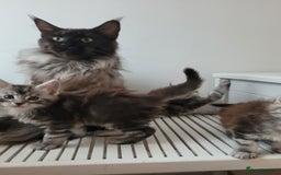 Maine Coon cats for sale: Tica registered maine coon kittens  - Image 25