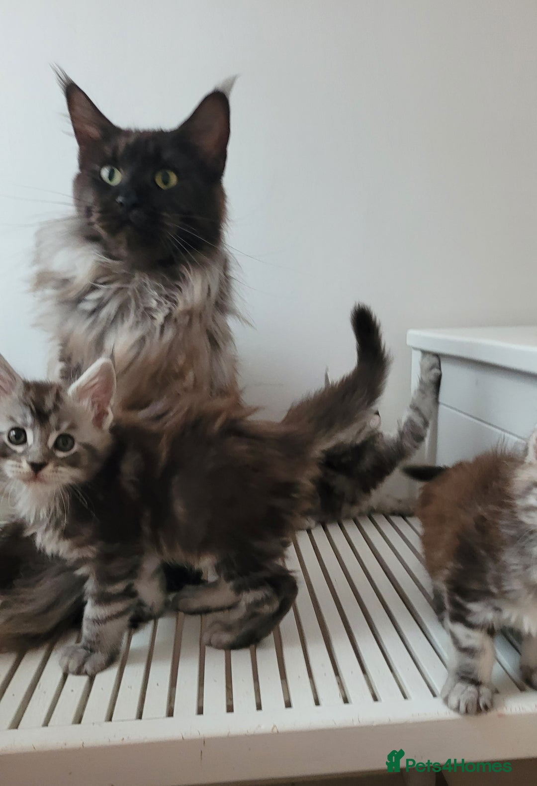 Maine Coon cats for sale: Tica registered maine coon kittens  - Image 25