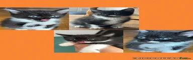 Mixed Breed 3