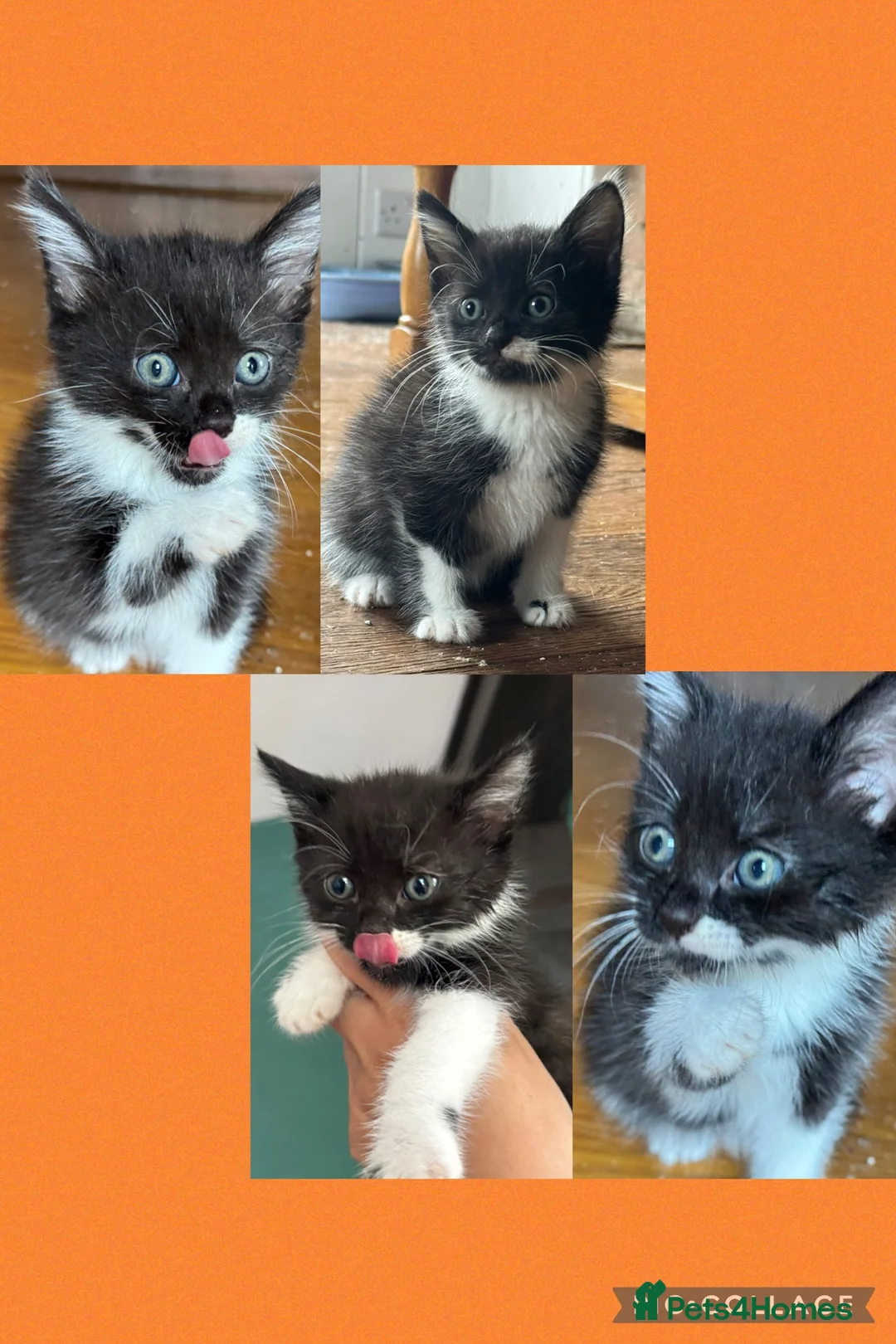 Mixed Breed cats for sale: MALE KITTENS (honest add please read)  - Advert 5