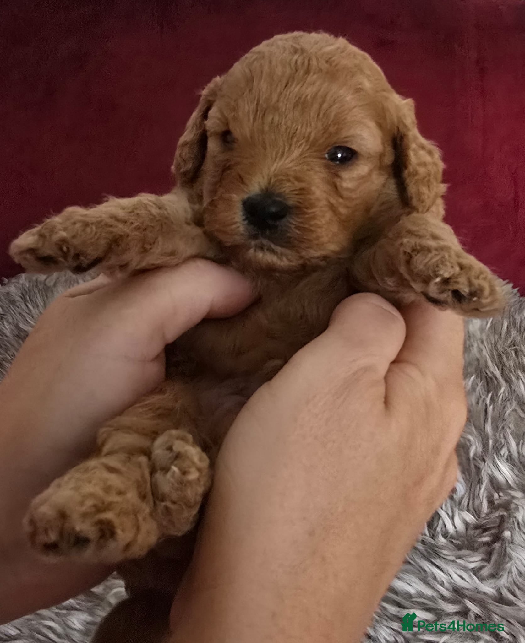 Mixed Breed dogs Stunning Cavapoochon puppies - Advert 7