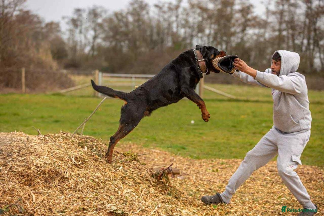 Rottweiler dogs for sale: Beautiful KC registered Rottweiler puppies  - Image 31