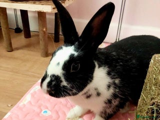 Rex rabbits - Advert 4