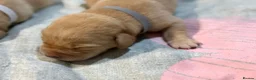 Labrador Retriever dogs for sale: Labrador puppies for sale  - Advert 34