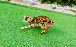 Bengal cats for sale: Beautiful Active Bengal Queen - Imported Line - Image 2