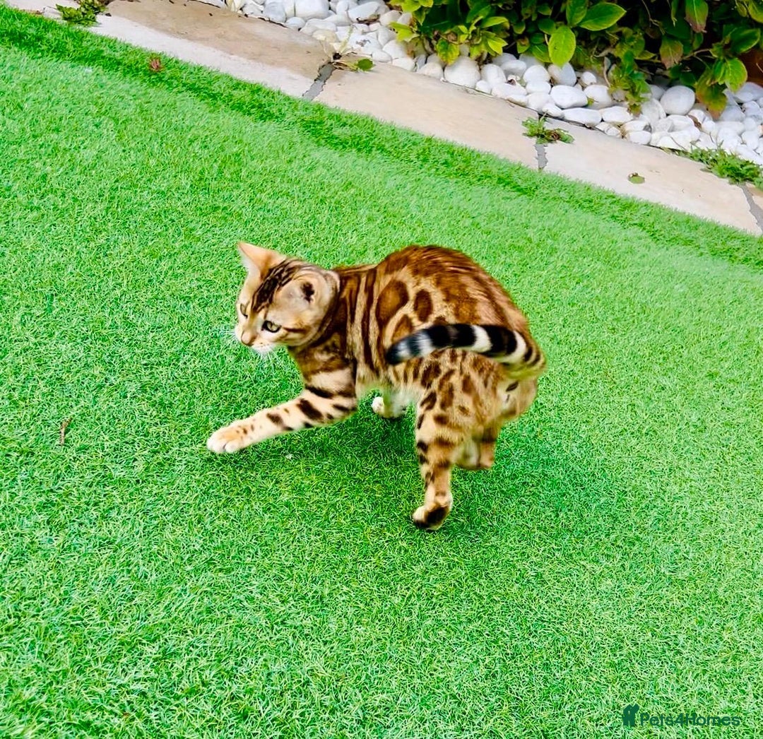 Bengal cats for sale: Beautiful Active Bengal Queen - Imported Line - Image 2