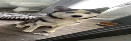 Siberian Husky dogs for sale: Husky Serbian  - Advert 5