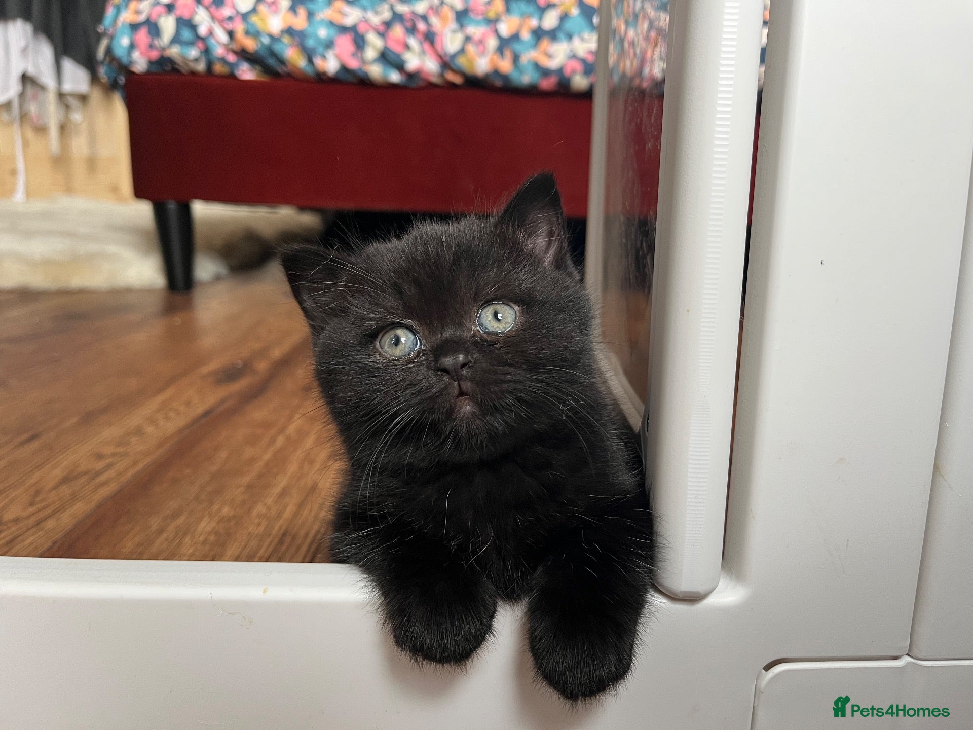 British Shorthair cats 🐾 Beautiful TICA Registered BSH Kittens - Advert 3