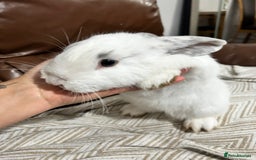 Mixed Breed rabbits for sale: Mixed bunnies - Image 6