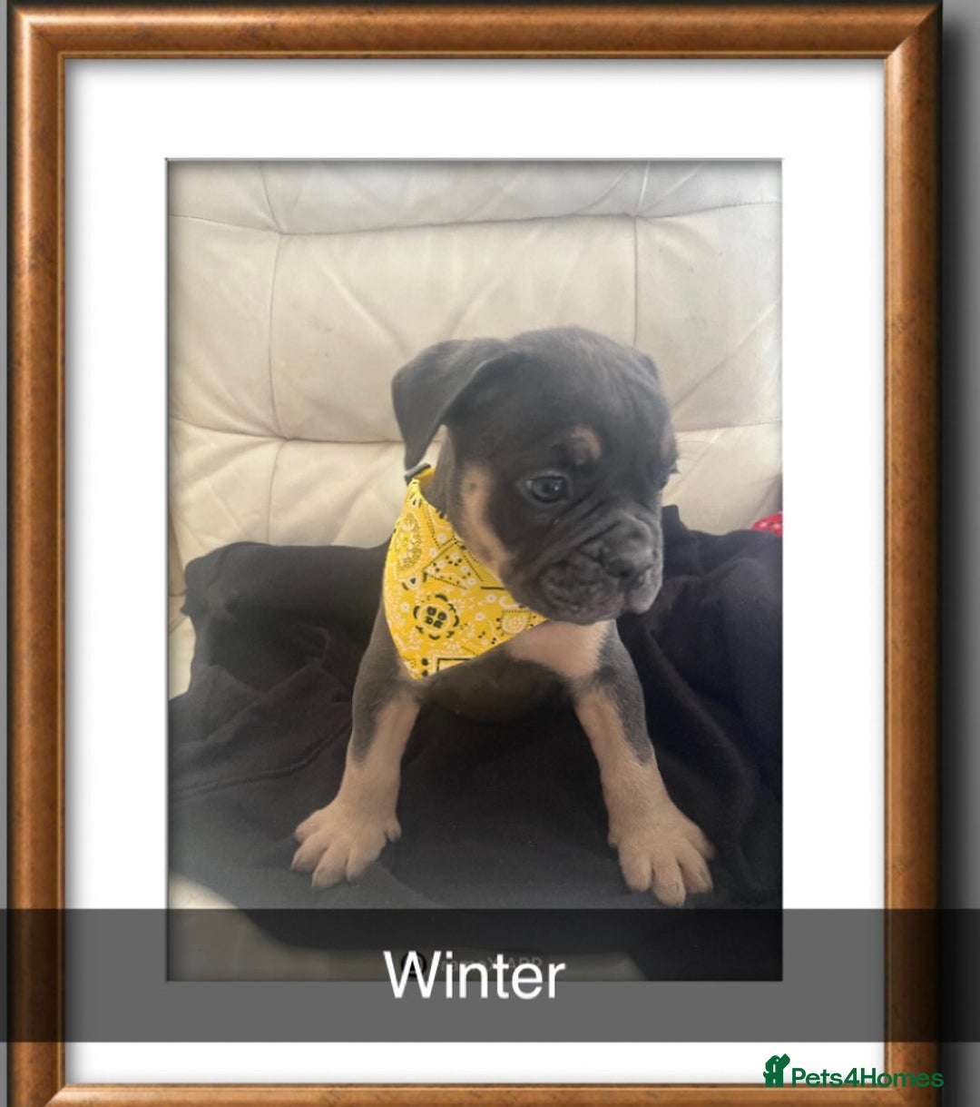 Olde English Bulldogge dogs for sale: Olde English bulldog pups  - Image 4