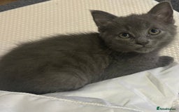 Mixed Breed cats for sale: Russian blue cross stunning kittens 10 weeks old  - Image 9