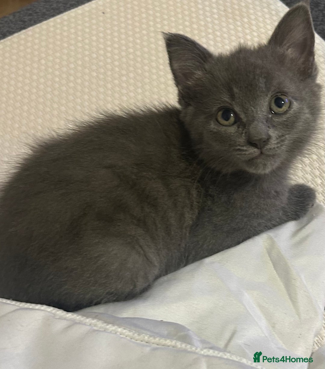 Mixed Breed cats for sale: Russian blue cross stunning kittens 10 weeks old  - Image 9