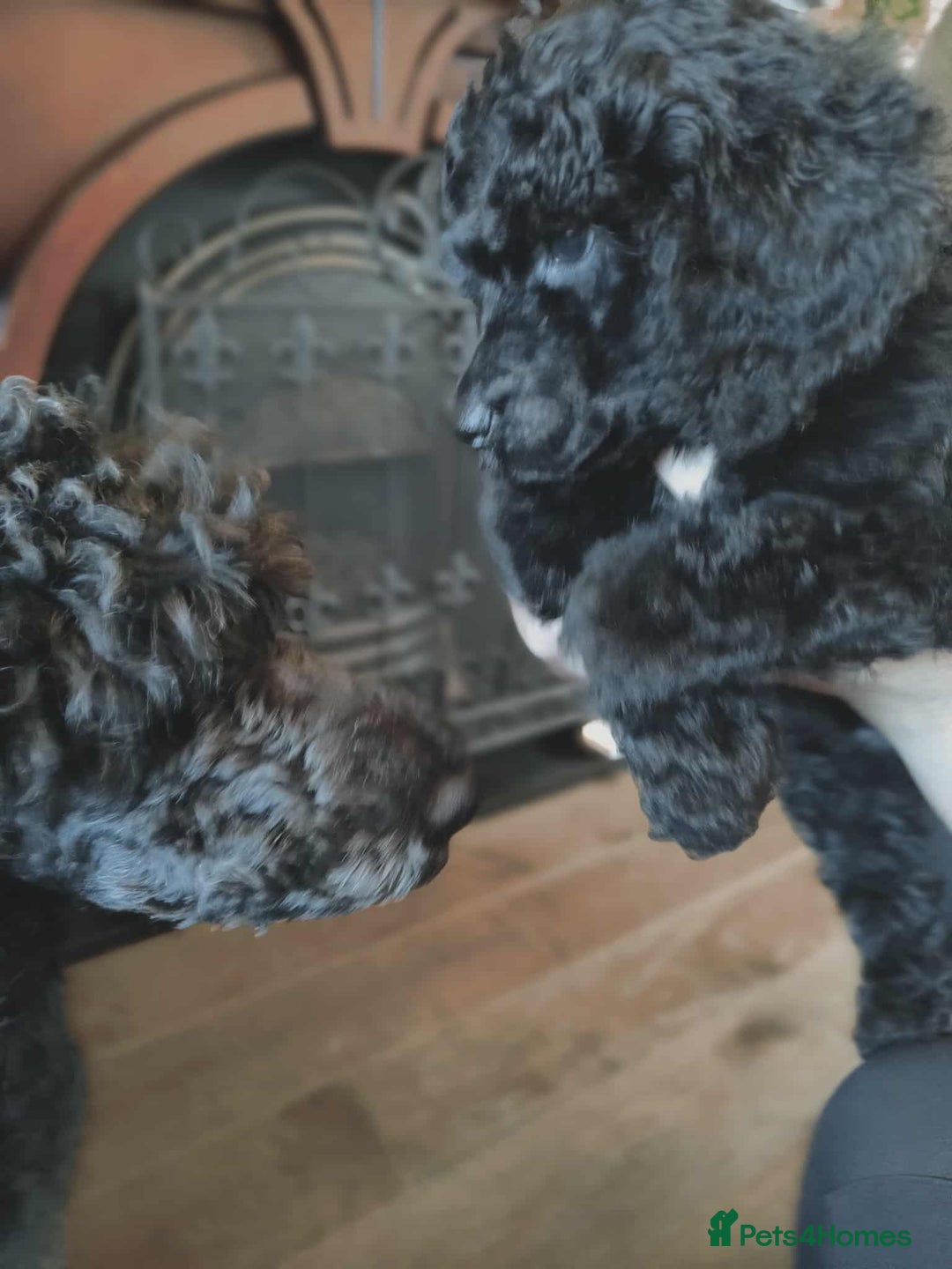 Shihpoo dogs for sale: Standard poodle x shihpoo - Image 29