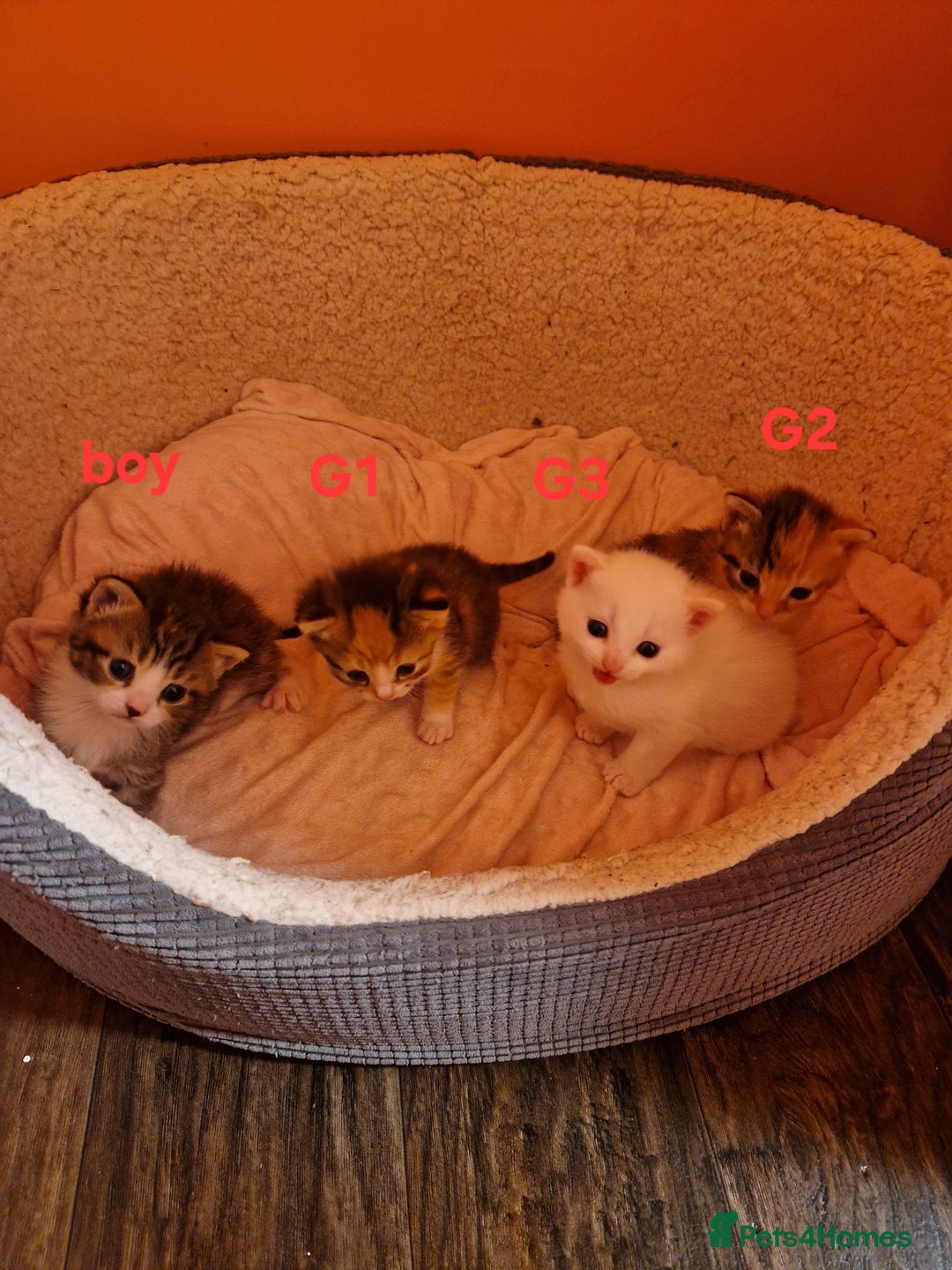 Mixed Breed cats for sale: ⭐️⭐️⭐️Siberian cross ⭐️⭐️⭐️ - Advert 16