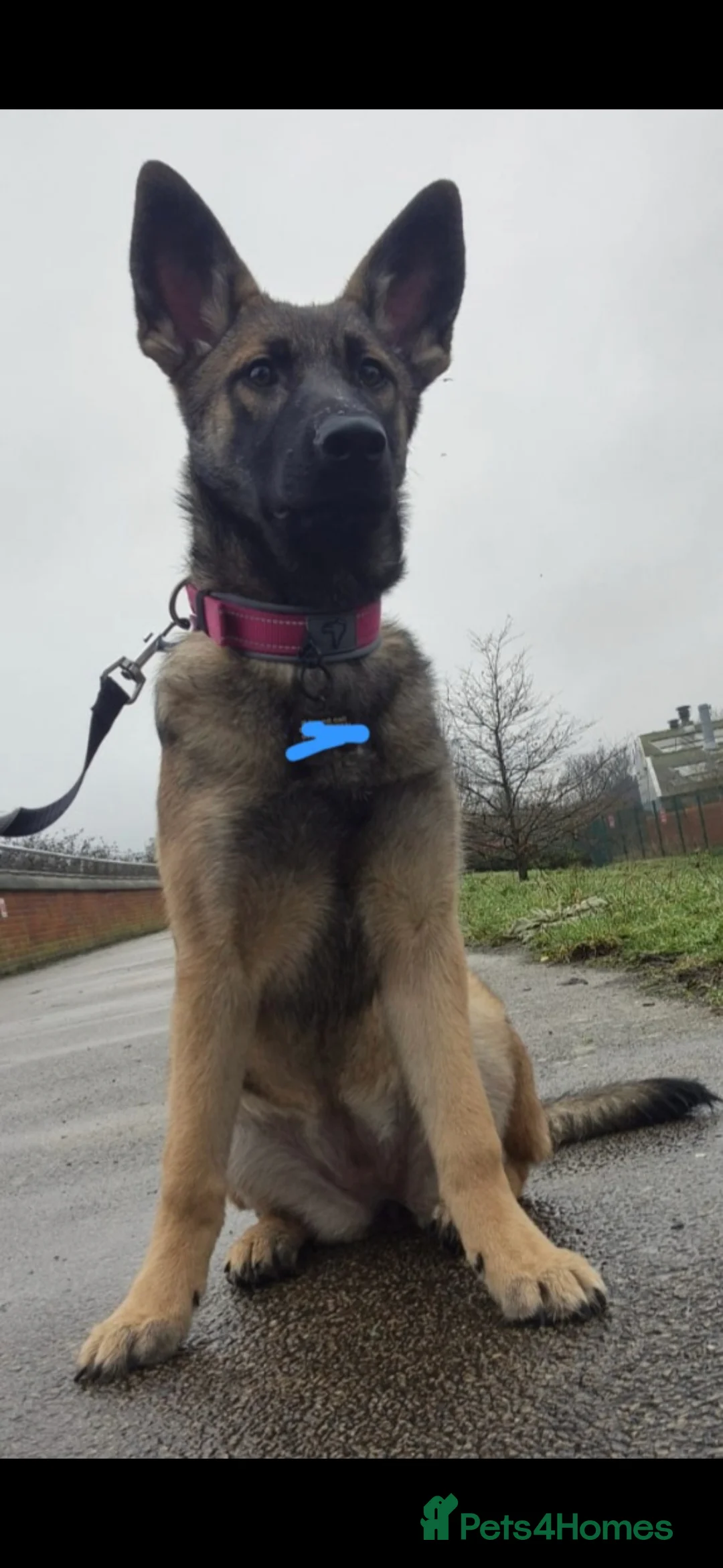 Mixed Breed dogs for sale: Belgian shepherd × German shepherd  - Advert 2