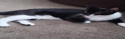 Mixed Breed cats for sale: Tuxedo cat for new home - Advert 3