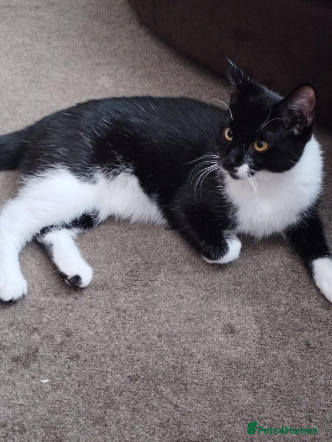 Mixed Breed cats for sale: Tuxedo cat for new home - Advert 3