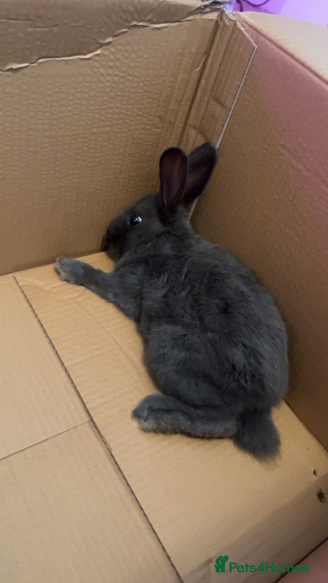 Flemish rabbits for sale: Flemish Rabbit - Image 2