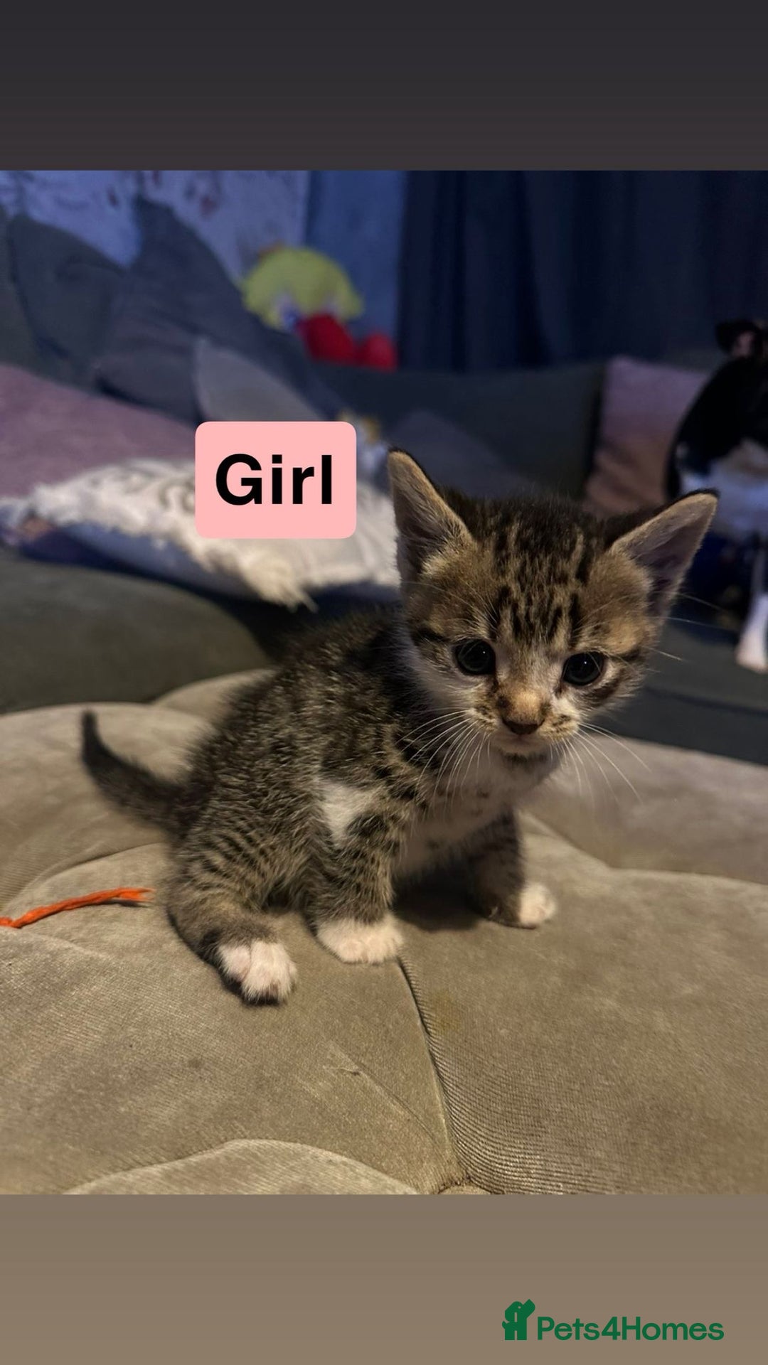 British Shorthair cats for sale: 5 Beatiful kittens - Advert 4