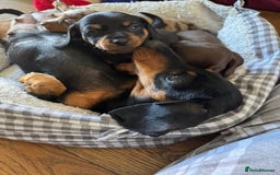 Miniature Dachshund dogs for sale: Miniature Dachshunds Puppies  - Image 5