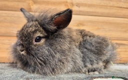 Mini Lion Lop rabbits for sale: Lion lops 7 available  - Image 4