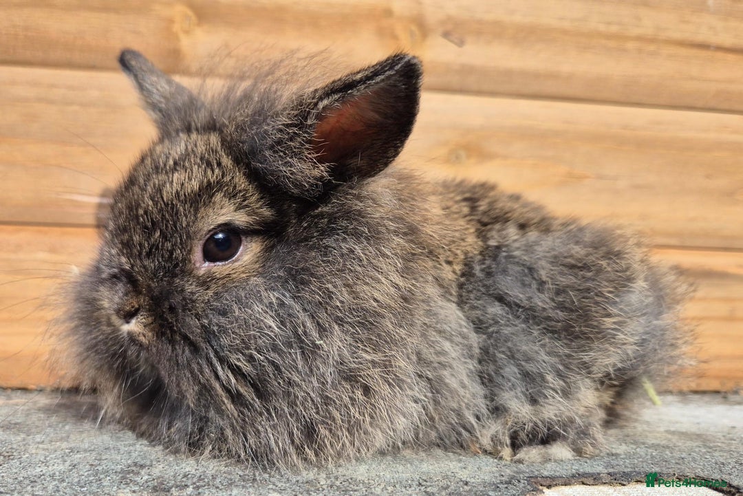 Mini Lion Lop rabbits for sale: Lion lops 7 available  - Image 4