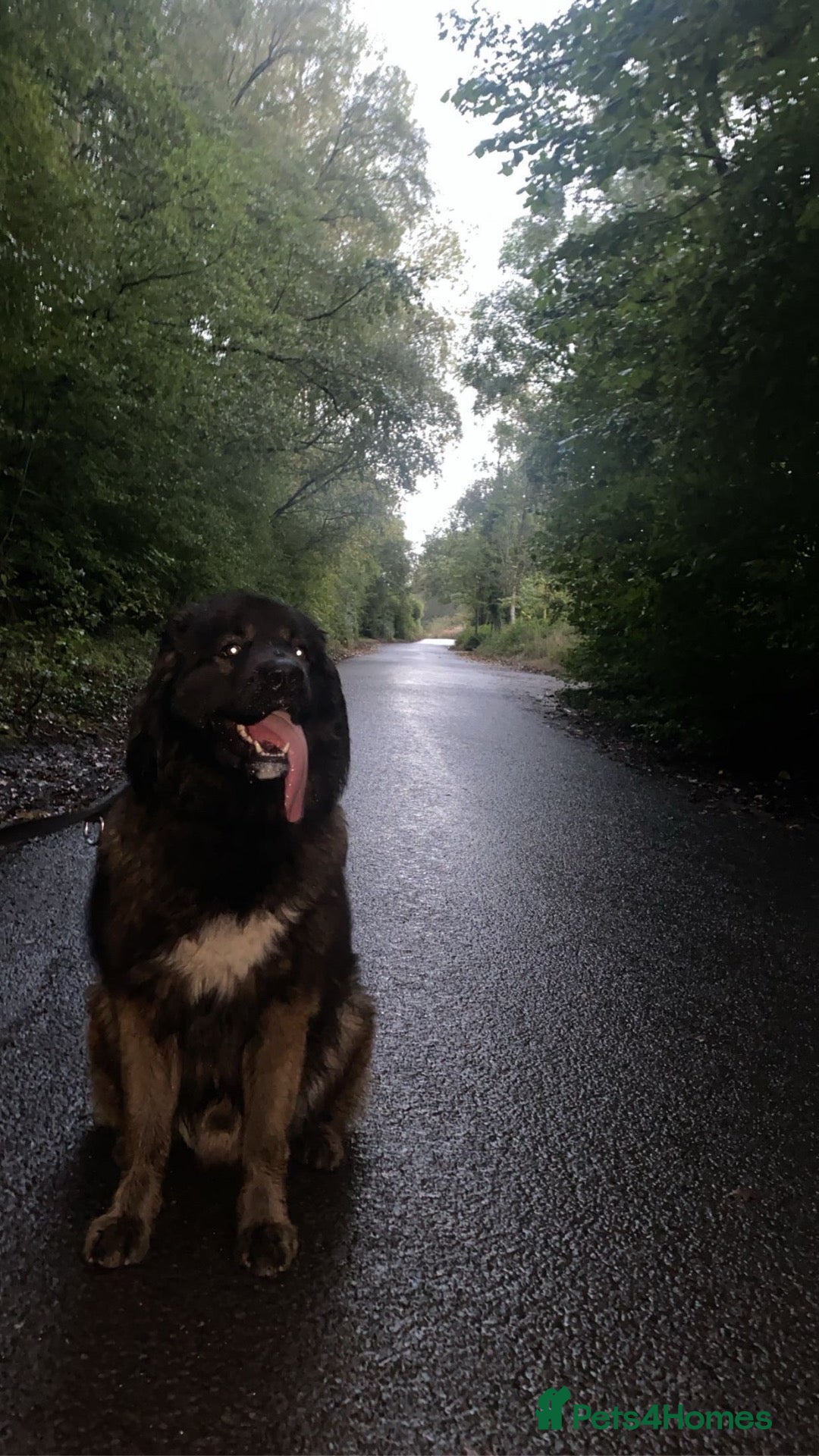 Mixed Breed dogs Caucasian shepherd x american akita - Advert 11