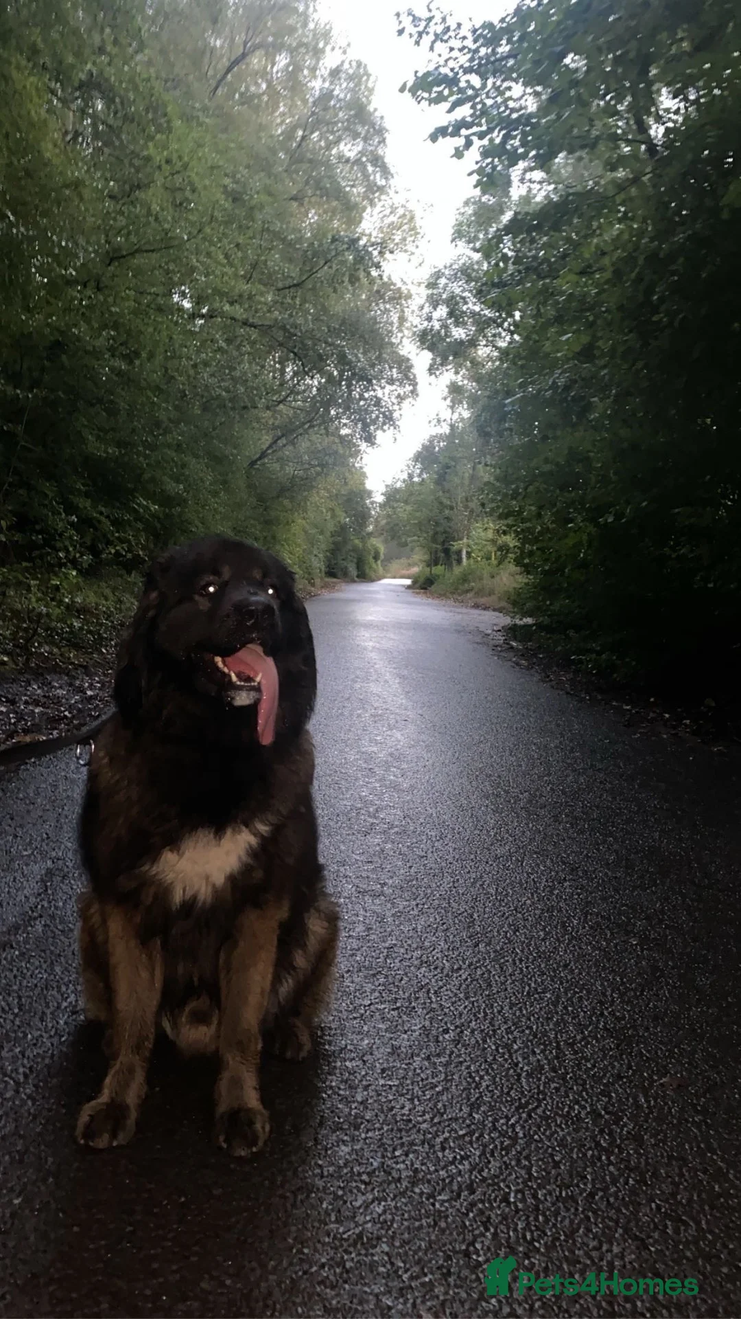 Mixed Breed dogs for sale: Caucasian shepherd x american akita in Burnley - Advert 1