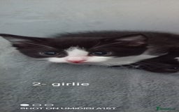 Mixed Breed cats for sale: Kittens  - Image 3