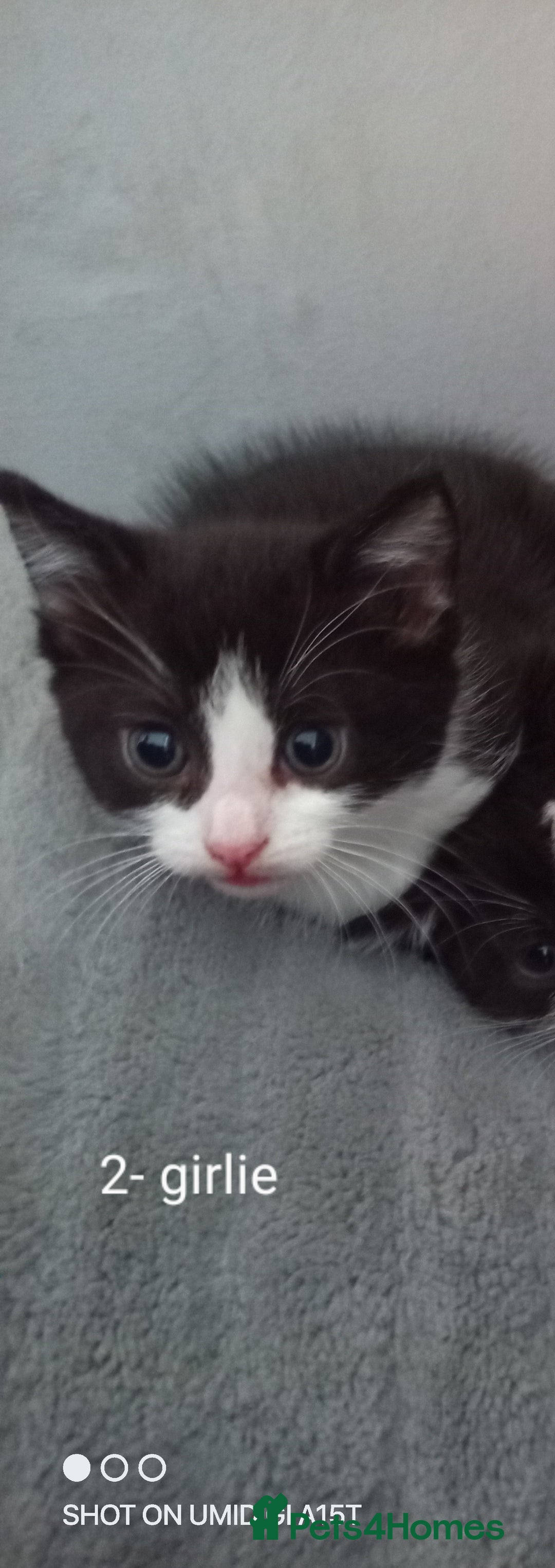 Mixed Breed cats for sale: Kittens  - Image 3