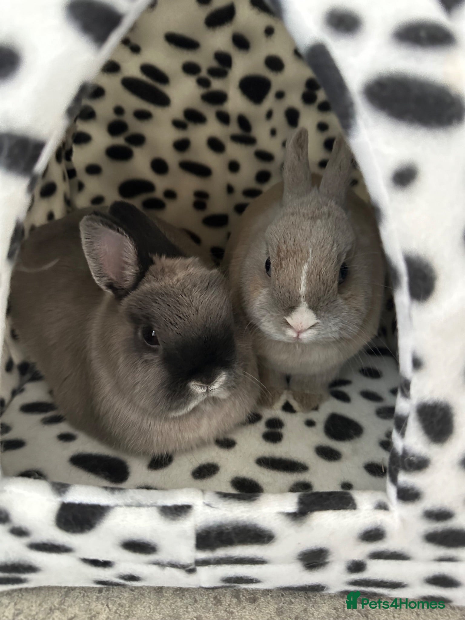 Netherland Dwarf rabbits Bonded pair of neutered Netherlands Dwarfs  - Advert 2