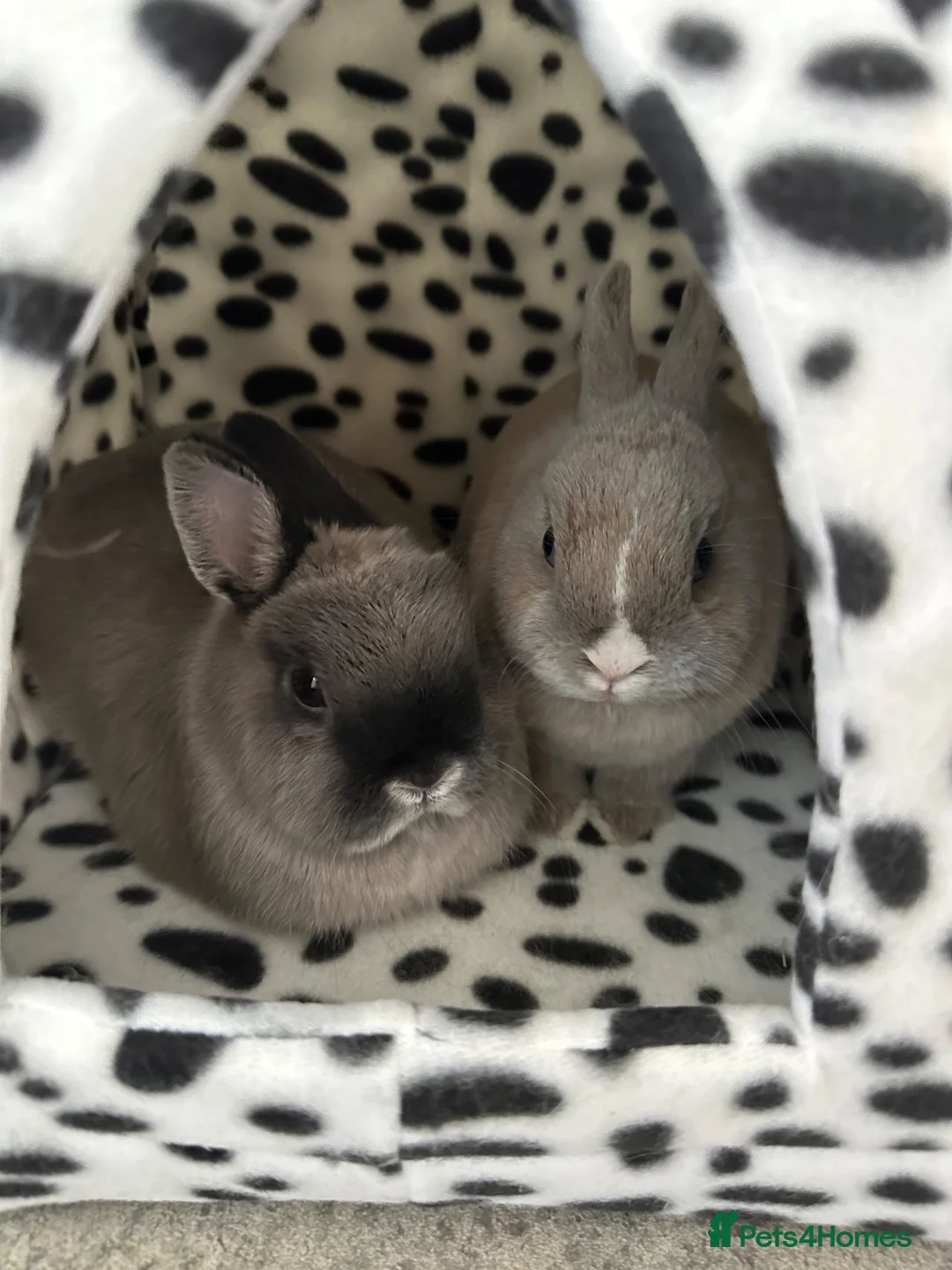 Netherland Dwarf rabbits for sale: Bonded pair of neutered Netherlands Dwarfs  in Scunthorpe - Advert 1
