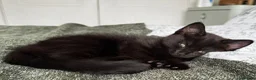 American Shorthair cats for sale: 2 Beautiful Mixed American Shorthair Kittens in Nottingham - Advert 9
