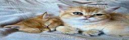 British Shorthair cats for sale: 🐾 Champion Bloodline BSH Golden Kittens 🐾 - Advert 3