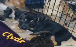 Mixed Breed dogs for sale: Staffyxjackrussell pups - Image 4