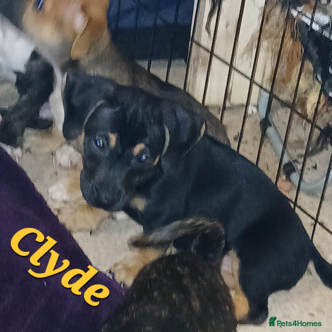 Mixed Breed dogs for sale: Staffyxjackrussell pups - Image 4