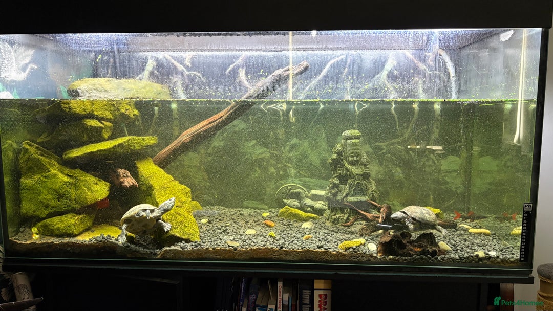 Turtle reptiles for sale: 2x Musk turtle & full set up.  - Image 2