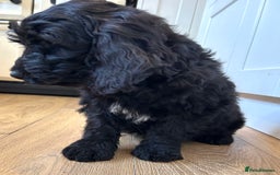 Cockapoo dogs for sale: Beautiful miniature Teddybear Cockapoo  puppies  - Image 32