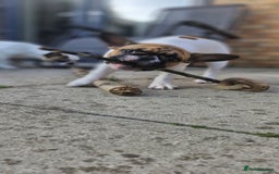 French Bulldog dogs for sale: French Bulldog - Image 4