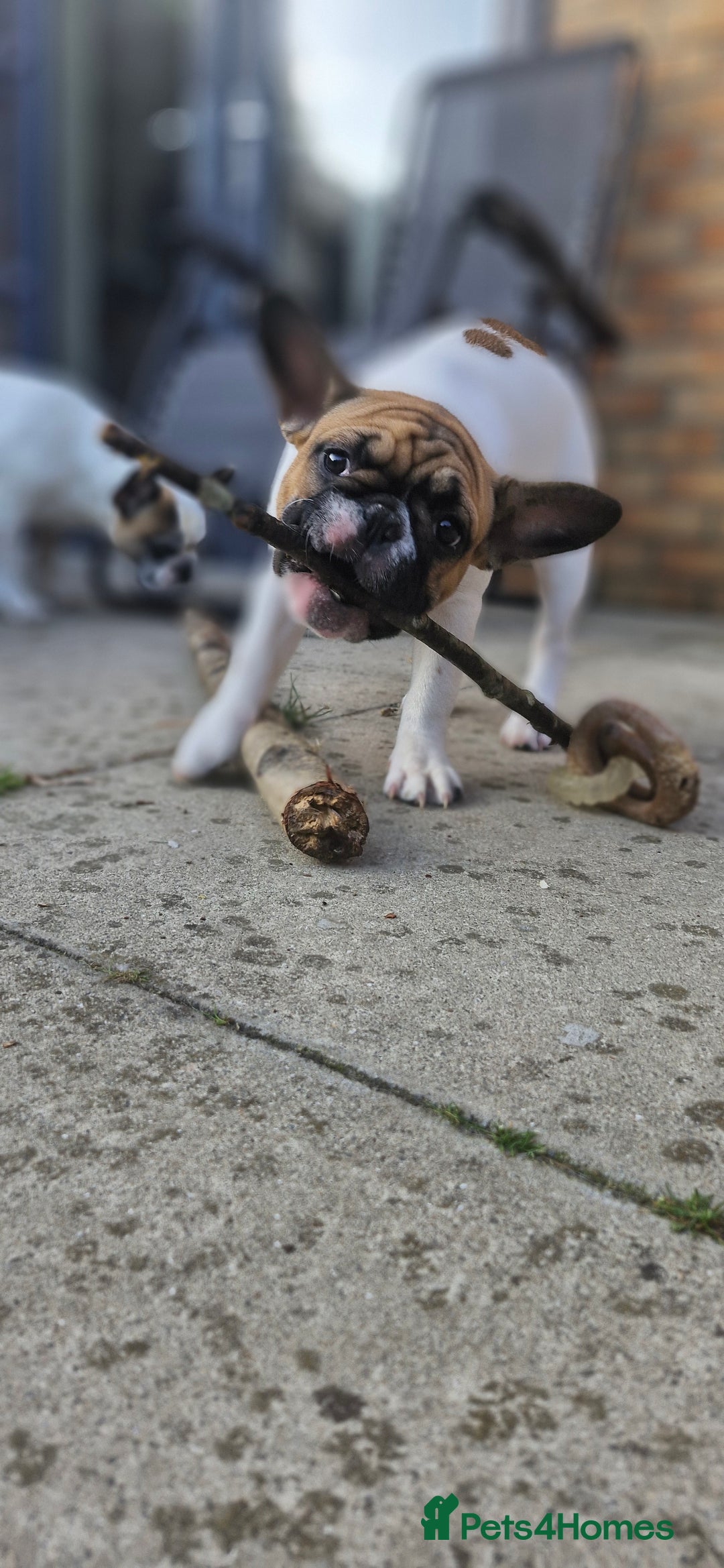 French Bulldog dogs for sale: French Bulldog - Image 4